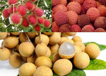 Giải pháp kỹ thuật trồng cây nhãn, vải, chôm chôm