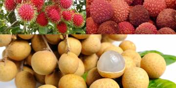 Giải pháp kỹ thuật trồng cây nhãn, vải, chôm chôm