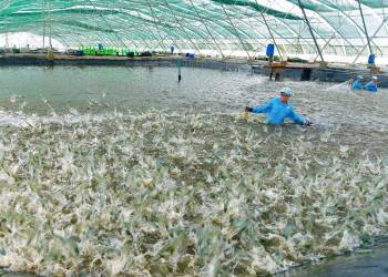 Giải pháp nuôi trồng thủy sản: kỹ thuật xây dựng mô hình nuôi trồng thủy sản nước mặn