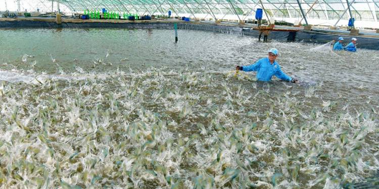 Giải pháp nuôi trồng thủy sản: kỹ thuật xây dựng mô hình nuôi trồng thủy sản nước mặn