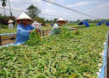 Giải pháp kỹ thuật trồng cây dược liệu