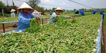 Giải pháp kỹ thuật trồng cây dược liệu