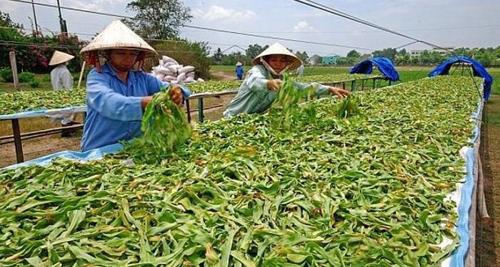 Giải pháp kỹ thuật trồng cây dược liệu
