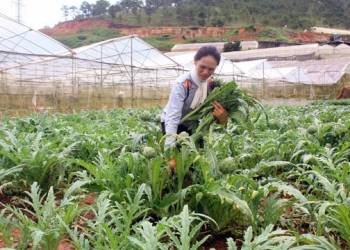 Giải pháp kỹ thuật chăm sóc cây dược liệu