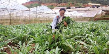 Giải pháp kỹ thuật chăm sóc cây dược liệu