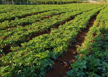 Giải pháp trồng cây dược liệu, hương liệu