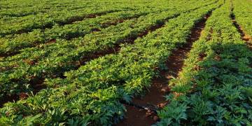 Giải pháp trồng cây dược liệu, hương liệu