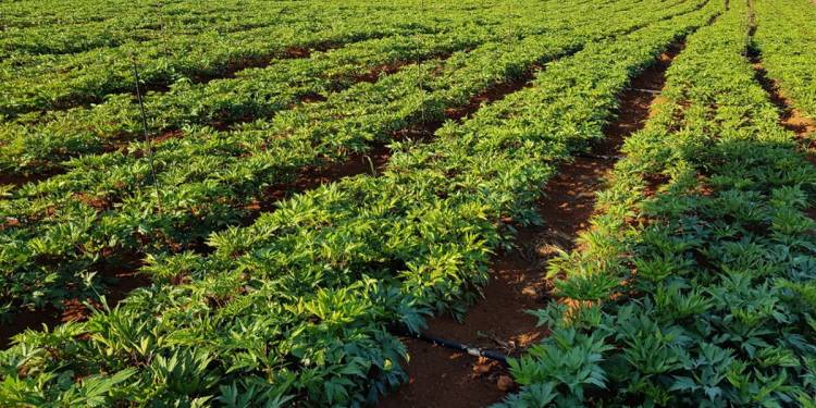 Giải pháp trồng cây dược liệu, hương liệu