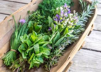 Giải pháp kỹ thuật chăm sóc cây gia vị