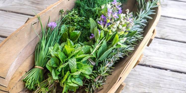 Giải pháp kỹ thuật chăm sóc cây gia vị