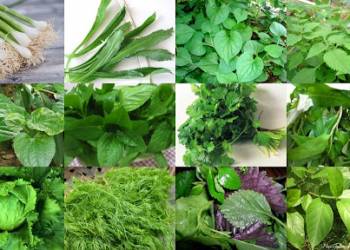 GIẢI PHÁP PHÒNG TRỪ SÂU BỆNH TIẾT KIỆM