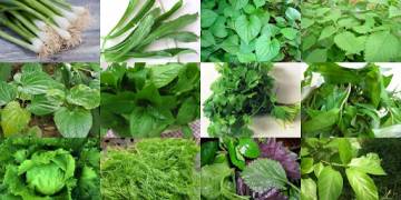 GIẢI PHÁP PHÒNG TRỪ SÂU BỆNH TIẾT KIỆM