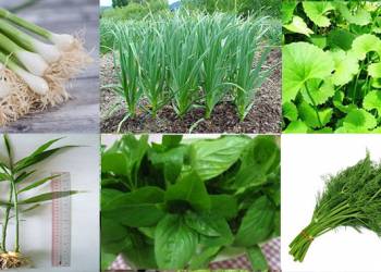 Giải pháp kỹ thuật trồng cây gia vị