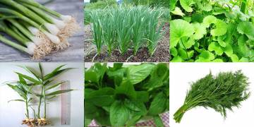 Giải pháp kỹ thuật trồng cây gia vị