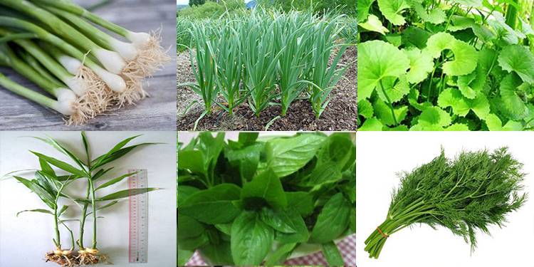 Giải pháp kỹ thuật trồng cây gia vị