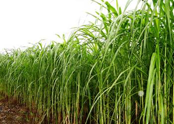 Giải pháp trồng cỏ voi: Chuẩn bị đất trồng