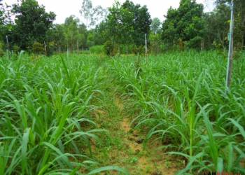 GIẢI PHÁP QUẢN LÝ CỎ DẠI