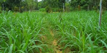 GIẢI PHÁP QUẢN LÝ CỎ DẠI