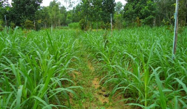 GIẢI PHÁP QUẢN LÝ CỎ DẠI