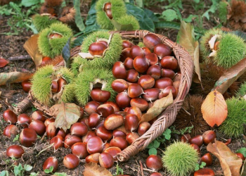 Giải pháp trồng hạt dẻ