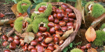 Giải pháp trồng hạt dẻ