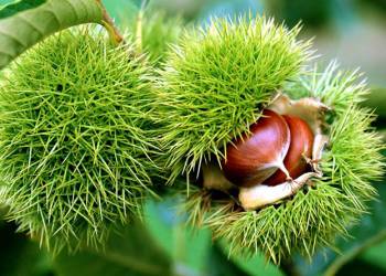 Giải pháp kỹ thuật trồng hạt dẻ