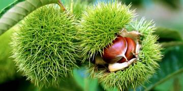 Giải pháp kỹ thuật trồng hạt dẻ