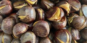 Giải pháp kỹ thuật chăm sóc hạt dẻ