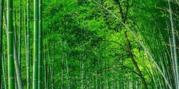 Giải pháp trồng tre lấy măng