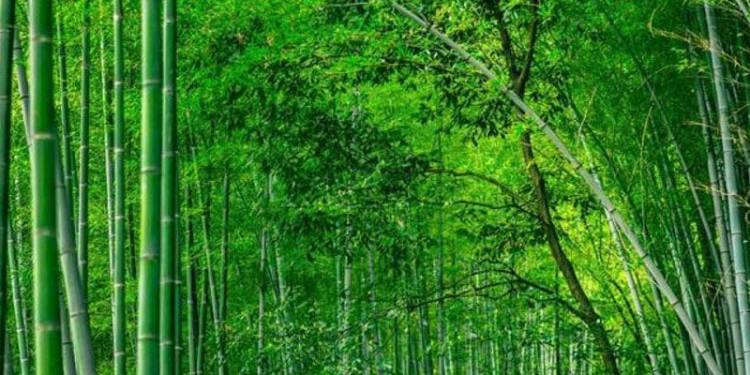 Giải pháp trồng tre lấy măng