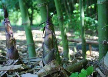 Chọn giống cây tre