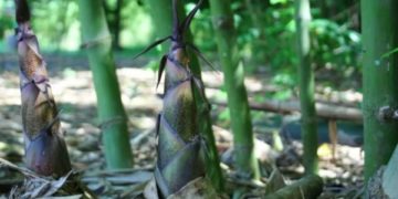 Chọn giống cây tre