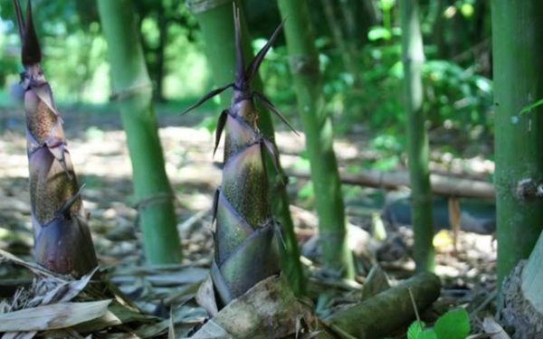 Chọn giống cây tre