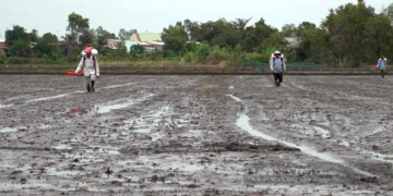 GIẢI PHÁP BÓN PHÂN CÂY