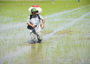 GIẢI PHÁP BÓN PHÂN CÂY