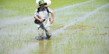 GIẢI PHÁP BÓN PHÂN CÂY