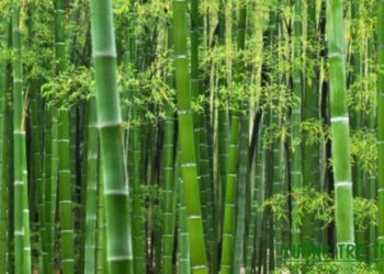 Giải pháp ngành lâm sản: chế biến tre, nứa