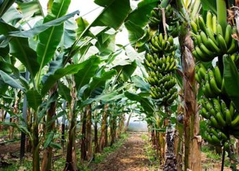 Giải pháp trồng chuối