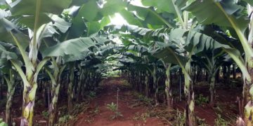 Giải pháp kỹ thuật trồng chuối