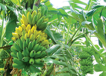 Giải pháp kỹ thuật chăm sóc cây chuối