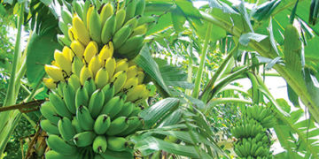 Giải pháp kỹ thuật chăm sóc cây chuối