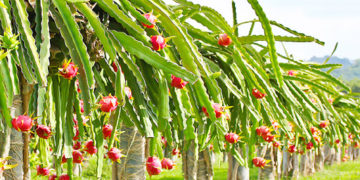 Giải pháp trồng thanh long