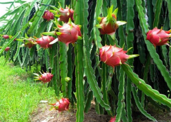 Giải pháp kỹ thuật chăm sóc thanh long