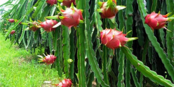 Giải pháp kỹ thuật chăm sóc thanh long