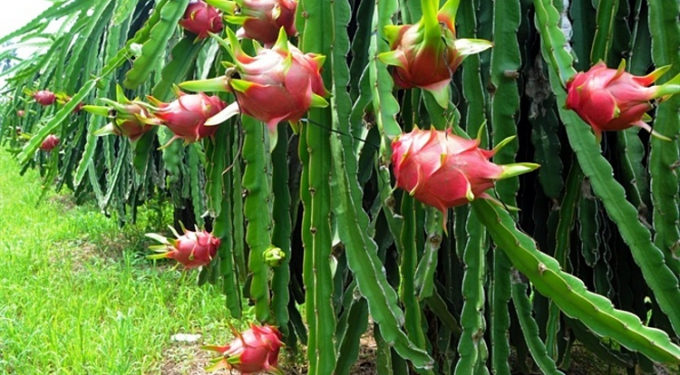 Giải pháp kỹ thuật chăm sóc thanh long