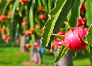 Giải pháp kỹ thuật trồng thanh long