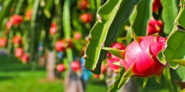 Giải pháp kỹ thuật trồng thanh long