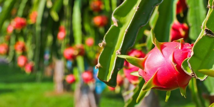 Giải pháp kỹ thuật trồng thanh long