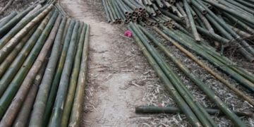 Giải pháp ngành lâm sản: Xử lý nứa tre chống mối mọt hiệu quả