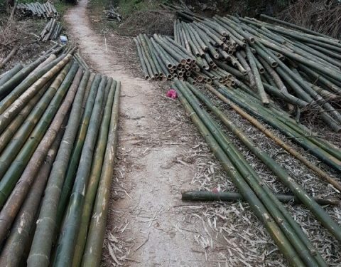 Giải pháp ngành lâm sản: Xử lý nứa tre chống mối mọt hiệu quả